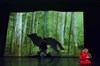 Into the woods - Epee De Bois - Salle Boise