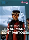 Les animaux sont partout : en Live Streaming - Théâtre du train Bleu